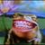 Jennifer Thomas Bogart's profile image