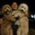 Yaneth Guadalupe Navarrete Gonzalez's profile image