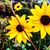 Shivani Srivastav's profile image