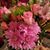 Bonita Myers-Bifulco's profile image