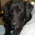 Linda Knisley's profile image