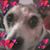 Lisa Shipley's profile image