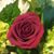 Belen Cabrera Schajnovetz's profile image