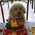 Susan Zar's profile image