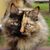 Robin Chilcutt Johnson's profile image