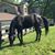 Carin Abramson-Baer's profile image