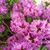 Ruth Hopkins's profile image