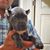Renae Thomas Morehead's profile image