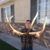 Layne Bess's profile image