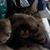 Grae Padgitt-Osborn's profile image