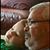 Chuck Hunter's profile image