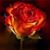 Cindy Rose's profile image
