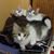 Jam Iro Cat's profile image