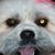 Missy Lanoue's profile image