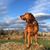 Sheri Marek's profile image