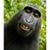 Ray Cahill's profile image