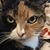 Ilona Bicsak's profile image