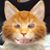 David Cooley's profile image