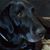 Susan McKibbon's profile image