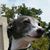 Chris Shatto's profile image