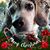 Pamela Bozonie's profile image