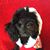 Christine Brooking's profile image