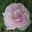 Lisa Beyer's profile image