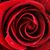 Debbie Randall Cohen's profile image