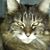 Juha Nolo's profile image