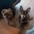 Amanda L. Garrigus's profile image