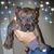 Shenardo Shelton's profile image