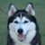 Siber Teach's profile image