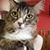 Lisa Johnson's profile image