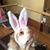 Joanne Hambidge's profile image