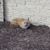 Gray Fox's profile image