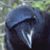 Leigh Prahl's profile image
