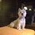 Merce Girol's profile image