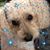 Robin Campbell's profile image