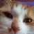 Cheryl Cannette's profile image