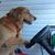 Donna Turrone-Azzinaro's profile image