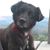 Stephan C. Abrams's profile image