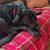 Luanne Chestang's profile image