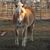 Missy Lue Howard Newton's profile image