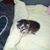 April Ashby Shirk's profile image