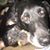 Diane Scarlett Johnston's profile image