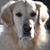 Jeanette Furstenburg-Snyman's profile image