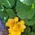 Sheila Monger's profile image