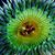 Robert Anemone's profile image