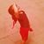 Luisa Ciotti's profile image