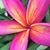 Kellylee Priest's profile image